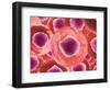 Microscopic View of Animal Cell-null-Framed Art Print