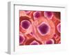 Microscopic View of Animal Cell-null-Framed Art Print