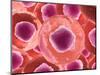 Microscopic View of Animal Cell-null-Mounted Art Print
