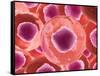 Microscopic View of Animal Cell-null-Framed Stretched Canvas