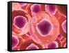 Microscopic View of Animal Cell-null-Framed Stretched Canvas