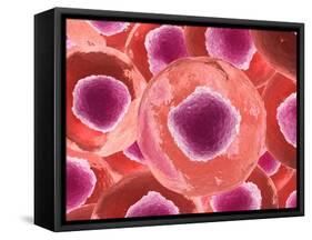 Microscopic View of Animal Cell-null-Framed Stretched Canvas