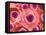 Microscopic View of Animal Cell-null-Framed Stretched Canvas