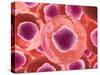 Microscopic View of Animal Cell-null-Stretched Canvas