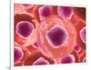 Microscopic View of Animal Cell-null-Framed Art Print