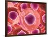 Microscopic View of Animal Cell-null-Framed Art Print