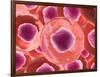 Microscopic View of Animal Cell-null-Framed Art Print