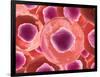 Microscopic View of Animal Cell-null-Framed Art Print