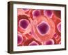 Microscopic View of Animal Cell-null-Framed Art Print