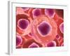 Microscopic View of Animal Cell-null-Framed Art Print