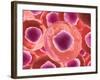 Microscopic View of Animal Cell-null-Framed Art Print