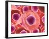 Microscopic View of Animal Cell-null-Framed Art Print