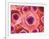 Microscopic View of Animal Cell-null-Framed Art Print