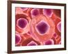 Microscopic View of Animal Cell-null-Framed Art Print