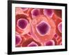 Microscopic View of Animal Cell-null-Framed Art Print