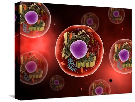 Stretched Canvas Print, , large