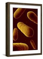 Microscopic View of Bacteria-null-Framed Art Print