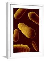 Microscopic View of Bacteria-null-Framed Art Print