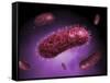 Microscopic View of Bacteria-null-Framed Stretched Canvas