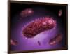 Microscopic View of Bacteria-null-Framed Art Print