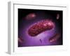 Microscopic View of Bacteria-null-Framed Art Print