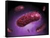 Microscopic View of Bacteria-null-Framed Stretched Canvas