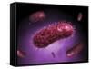 Microscopic View of Bacteria-null-Framed Stretched Canvas