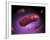 Microscopic View of Bacteria-null-Framed Art Print