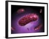 Microscopic View of Bacteria-null-Framed Art Print