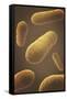Microscopic View of Bacteria-null-Framed Stretched Canvas