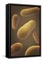 Microscopic View of Bacteria-null-Framed Stretched Canvas