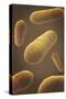 Microscopic View of Bacteria-null-Stretched Canvas