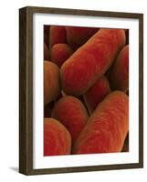 Microscopic View of Bacteria-null-Framed Art Print