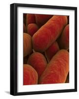 Microscopic View of Bacteria-null-Framed Art Print