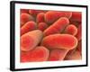 Microscopic View of Bacteria-null-Framed Art Print