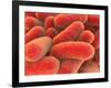 Microscopic View of Bacteria-null-Framed Art Print