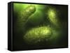 Microscopic View of Bacteria-null-Framed Stretched Canvas