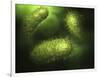 Microscopic View of Bacteria-null-Framed Art Print