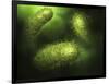 Microscopic View of Bacteria-null-Framed Art Print