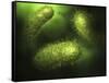 Microscopic View of Bacteria-null-Framed Stretched Canvas