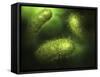 Microscopic View of Bacteria-null-Framed Stretched Canvas