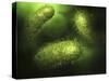 Microscopic View of Bacteria-null-Stretched Canvas