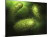 Microscopic View of Bacteria-null-Mounted Art Print