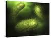 Microscopic View of Bacteria-null-Stretched Canvas