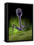 Microscopic View of Bacteriophage-Stocktrek Images-Framed Stretched Canvas