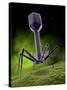 Microscopic View of Bacteriophage-Stocktrek Images-Stretched Canvas