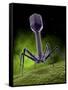 Microscopic View of Bacteriophage-Stocktrek Images-Framed Stretched Canvas