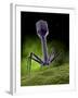 Microscopic View of Bacteriophage-Stocktrek Images-Framed Premium Photographic Print