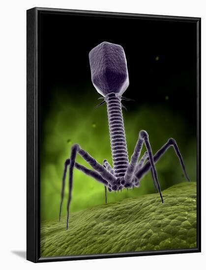 Microscopic View of Bacteriophage-Stocktrek Images-Framed Photographic Print