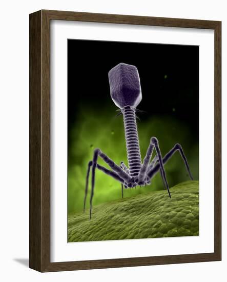 Microscopic View of Bacteriophage-Stocktrek Images-Framed Photographic Print